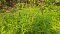 Persicaria hydropiper plant.